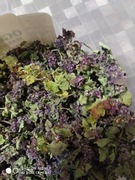 Jasnota purpurowa kwiat liść suszony 20 g