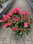 Rododendron Winsome