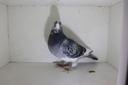 Gołębie Pocztowe De Klak x Fienneke 5000