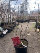 Dereń kousa scarlet fire