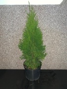 Thuja Tuja Szmaragd zywopłot ok.70cm C-3L x 70szt PAKIET 