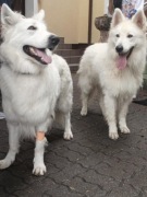 Biały Owczarek Szwajcarski 26 lat hodowli Rivulus FCI ZKWP 