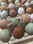 Jaja | jajka kurze - naturalnie kolorowe 