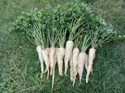 Pietruszka Eagle korzeń,nie myta od rolnika 5kg/20zł