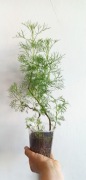 Artemisia cola bush, bylica boże drzewko