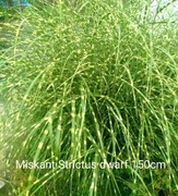 Miskant Chinski Strictus Dwarf w p9