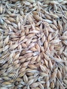 Jęczmień ozimy hybrydowy zbiór 2025, 20 kg