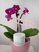 Dr.Susanne von schmiedeberg krem do twarzy 15 ml