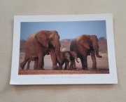 kartka pocztówka z Afryki Południowej słonie