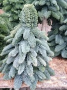 Choinka z jodły nobilis   40 cm