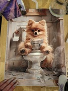 Obrazek plakat pomeranian na toalecie śmieszny  szpic miniaturowy pomek