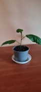 Piękny młody zdrowy hibiskus czerwony pełny dawna odmiana + gratis
