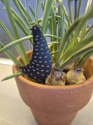 Drewniana kurka dekoracyjna czarna 