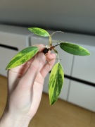 Philodendron Strawberry Shake