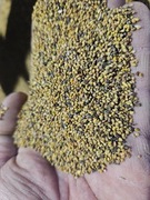 Nostrzyk biały dwuletni 1kg