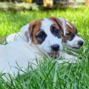 Jack Russel Terrier suczki. Hodowla Herbu Harpagan since 2007. 