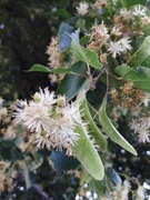 Suszony kwiat lipy cały 250g na przeziębienie zbiór 2025r zdrowie odporność