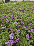 Million Bells Double Sky Blue