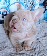 Buldog francuski chlopak