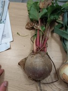 Buraki ćwikłowe 20kg z małego gospodarstwa 