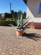 Agawy amerykańskie tanio sprzedam 