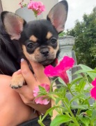 CHIHUAHUA ŚLICZNA MALUSIA SUNIA GOTOWA DO ZMIANY DOMKU