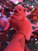 Szpic miniaturowy pomeranian Ophelia