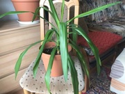 Dracena z doniczką, 45 cm, Białystok