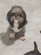 Shi tzu szuka domku