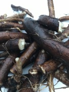 Żywokost korzeń 40 zł/kg