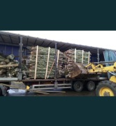 Świerk pospolity formowany