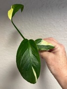 Monstera Adansonii Sp. Laniata Variegata - sadz. szczytowa 