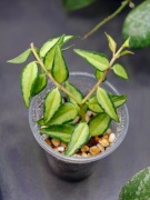Hoya bella Luis Bois -  sadzonka ukorzeniona