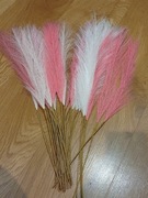 Trawa pampasowa 25 sztuk, biała i roż