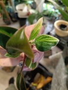 philodendron birkin/white wave hybrid rojo kongo-do ukorzenienia