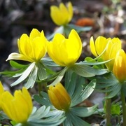 Rannik zimowy (kwitnąca kępa) / Eranthis hyemalis