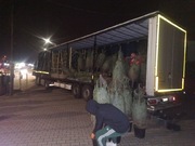 Jodła kościelna 500 cm bardzo gęsta formowane, równa, prosta premium 100kg