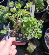 Orlik jasny  róż 1.5 l donica 