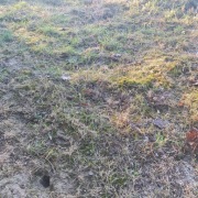 Działka budowlana Chełmno 1000 m tel 566864714