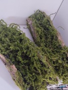 Zielona dekoracja na pniu drzewa