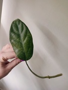 Hoya Coriacea (regres Silver) - do samodzielnego ukorzenienia