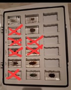 Prawdziwe Owady - pajęczaki I inne robaki 