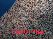 Mieszanka karma dla drobnej egzotyki 20kg