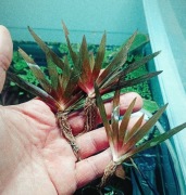 Xyris sp. Red większe rozmiary, twarda woda!Wybarwione, kolekcjonerska. WOW