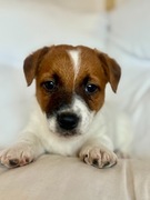 Jack Russell Terrier od # SMARTIE JACKS# PUPPIES piesek 