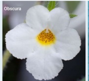 Achimenesy kłącze Obscura botaniczny 