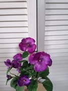 Bukiet Bratków sztuczne