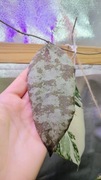 Hoya cauduta silver
