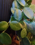 Hoya Mathilde cięta sadzonka 