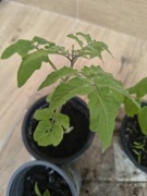 Pomidor karłowy koralik sadzonka 